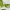 Derma Zinc Matcha MX 800K Ampoule