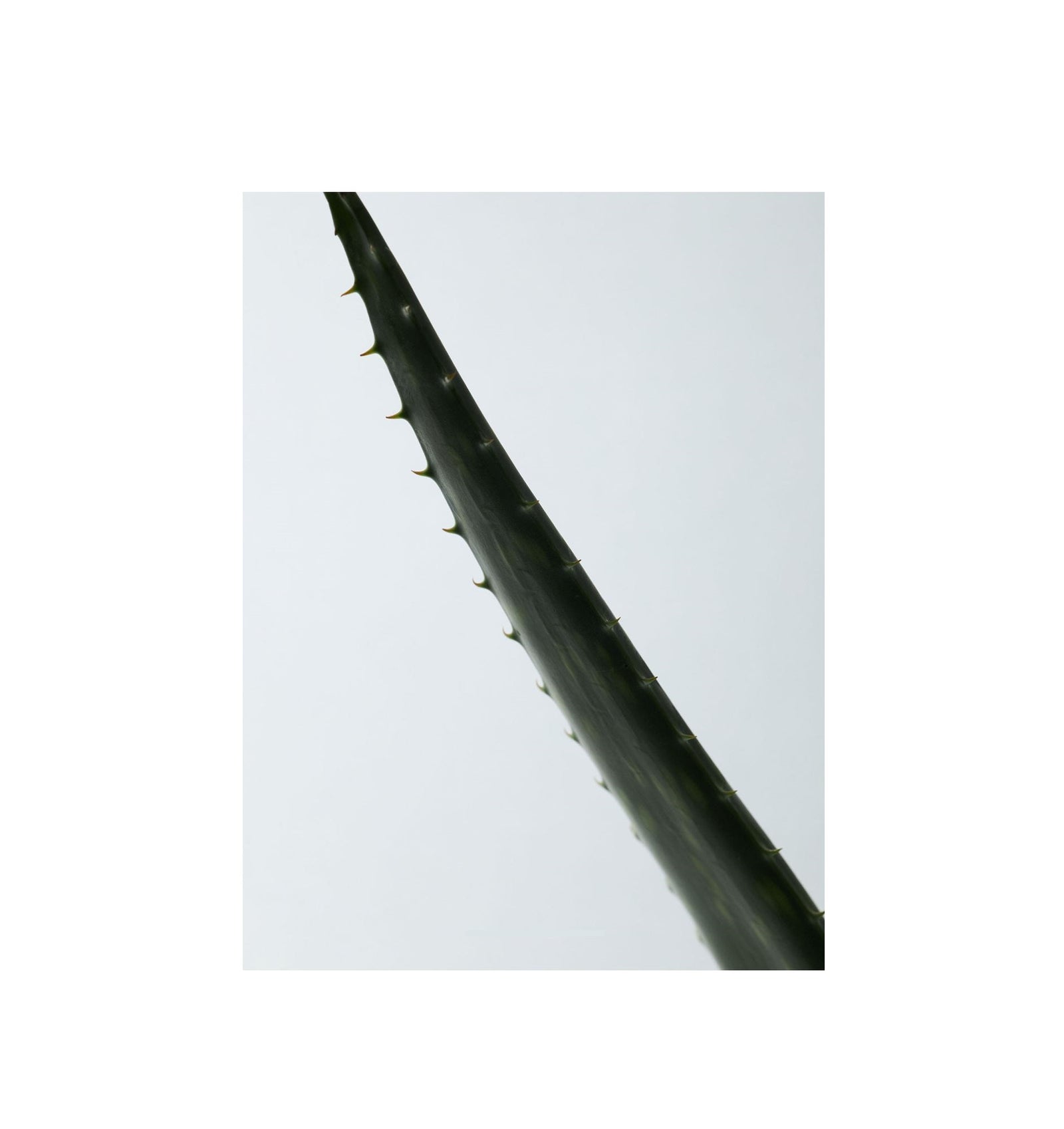 Soothing Aloe Vera Gel 300ml