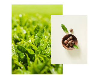 Green Tea Seed Serum - 80mL